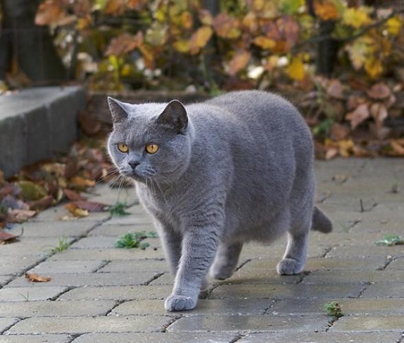 Gato de pelo curto inglês