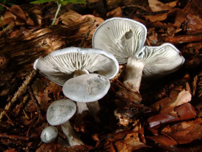 Fungus