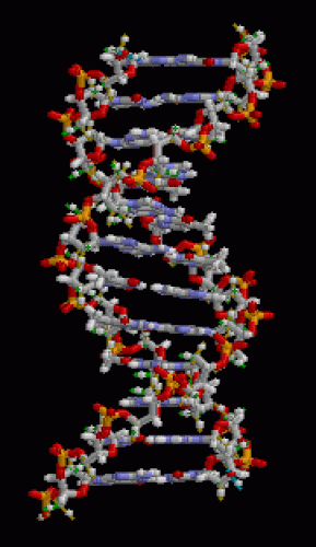 Acide désoxyribonucléique