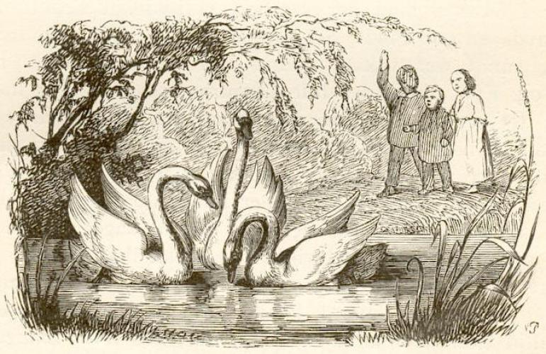 Le Vilain Petit Canard