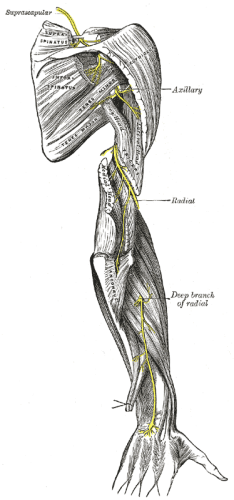 Nervo radiale