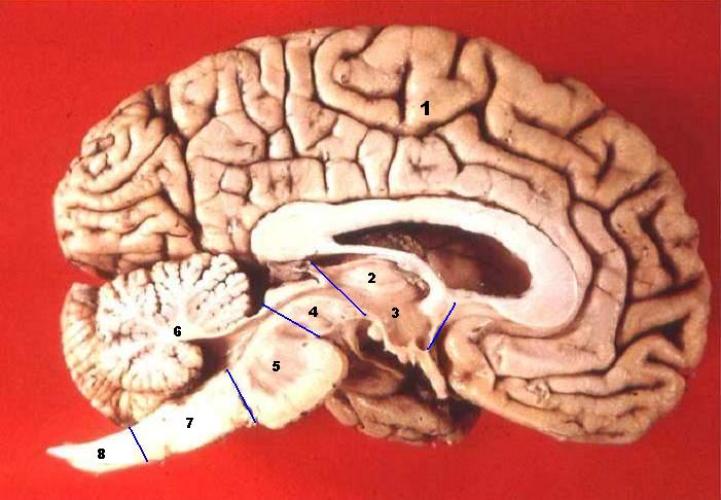 Brain