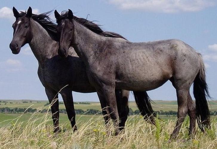 Cheval