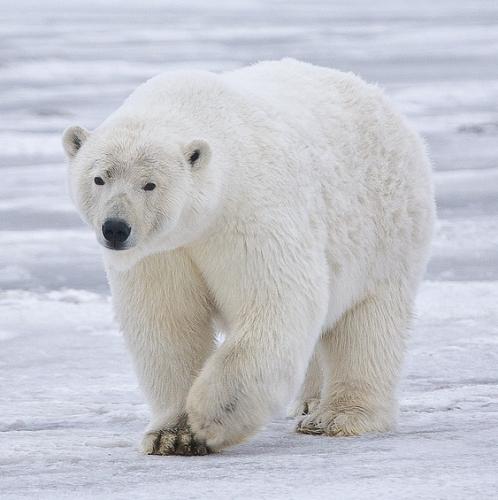 Niedźwiedź polarny