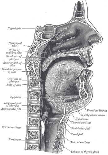 Mouth