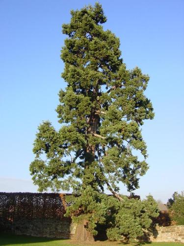 Árvore