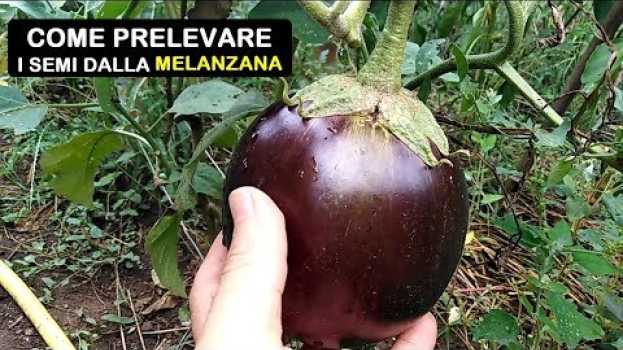 Video COME PRELEVARE I SEMI DELLA MELANZANA auf Deutsch