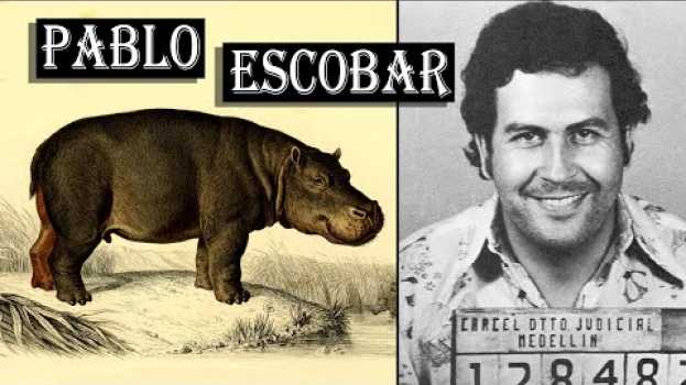 Video Invasive Species: How Pablo Escobar's Hippos are RAVAGING Colombia (Even Today) po polsku