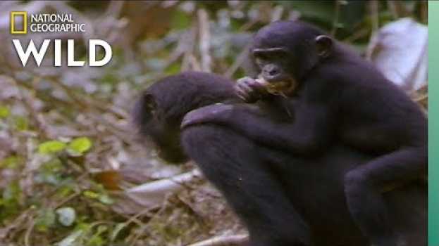 Видео Which Animals Carry Their Babies? | Animal Autofill на русском