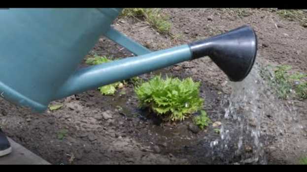 Video Arroser efficacement pour économiser l'eau au jardin em português