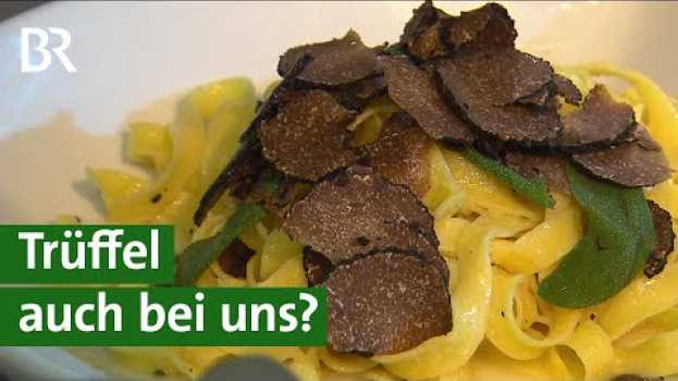 Video Spezialitäten aus Unterfranken: Wachsen Trüffel auch bei uns? | Unser Land | BR po polsku