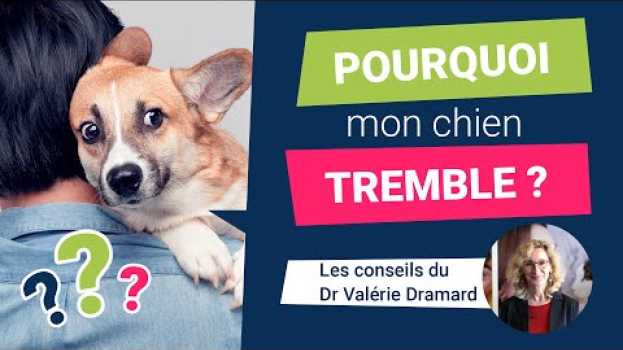 Video 🤔Pourquoi mon chien tremble😮 auf Deutsch