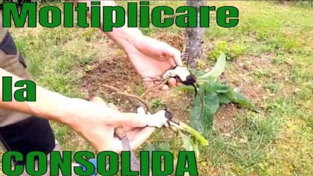 Video Moltiplicazione della Consolida (per divisione dei cespi) in English