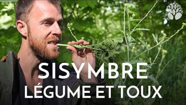 Video L'Herbe aux chantres ou sisymbre est excellente en légume et en sirop pour la gorge en español