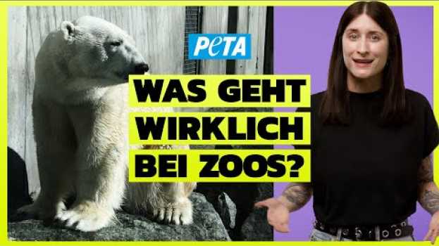 Video DAS solltest du über Zoos wissen! - Artenschutz? Bildungsarbeit? Oder doch nur Tier-Gefängnisse? en français