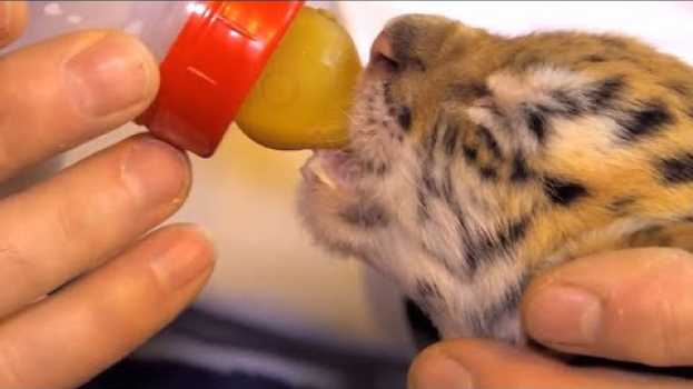 Video Il est l'ange gardien des bébés tigres em português
