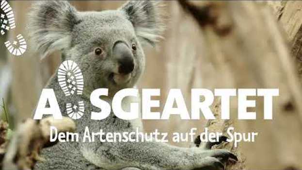 Видео AUSGEARTET - Folge 13: Mit Phillip Hünemeyer auf den Spuren der Koalas на русском