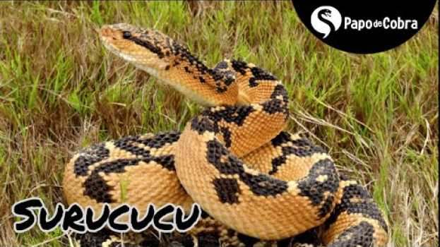 Video Surucucu  ou Pico de Jaca | Cobras Brasileiras #7 | Papo de Cobra en español
