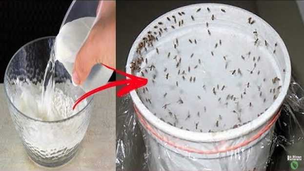Video 💐Coloque Isto na Sua Casa e 1 Hora Depois, Não Verá Mais NENHUMA MOSCA, MOSQUITO OU BARATA! en español