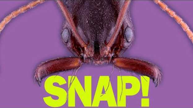 Video How do trap-jaw ants perfectly time their snaps? em português