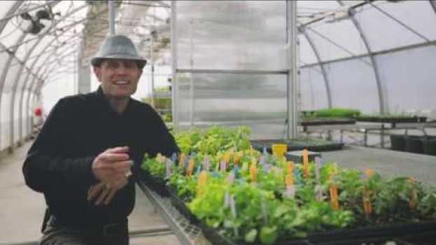 Video Les tomates et les feuilles sont couvertes de petites taches brunes em português