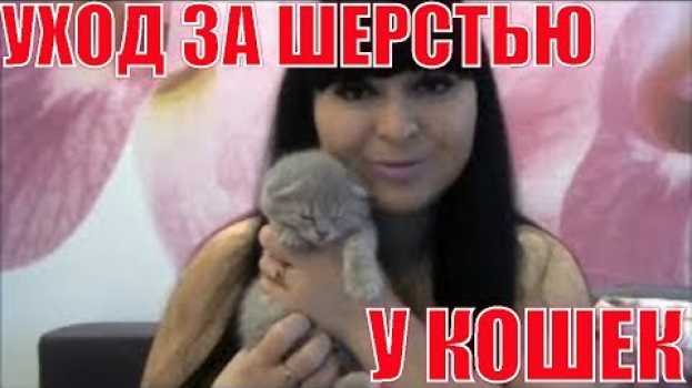 Video Как бороться с линькой у кошек? Уход за шерстью у шотландских кошек su italiano