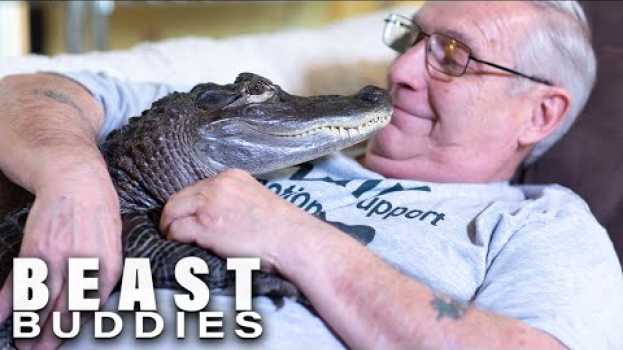 Video Meet Wally: My Emotional Support Gator | BEAST BUDDIES en español