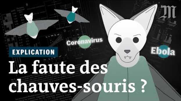 Видео Coronavirus, Ebola, rage : pourquoi les chauves-souris sont à l’origine de tant de virus на русском
