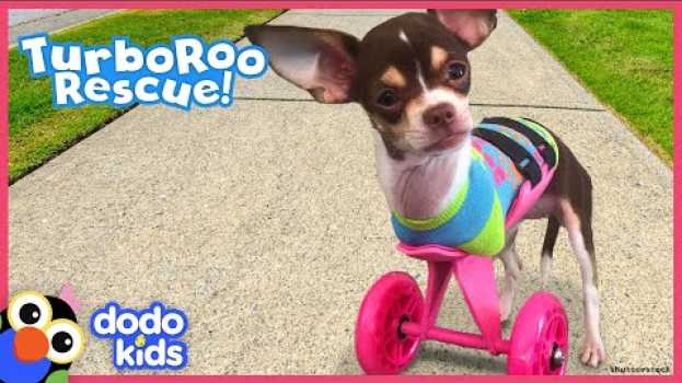 Video Little Dog With No Front Legs Gets The Tiniest Set of Wheels | Animal Videos For Kids | Dodo Kids auf Deutsch