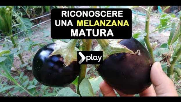 Video RICONOSCERE UNA MELANZANA DA RACCOGLIERE en español