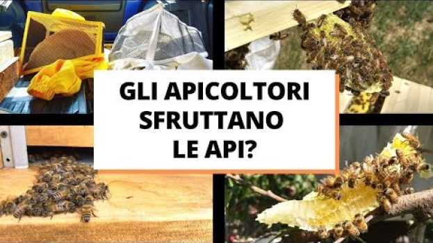 Video Gli apicoltori sfruttano le api? po polsku