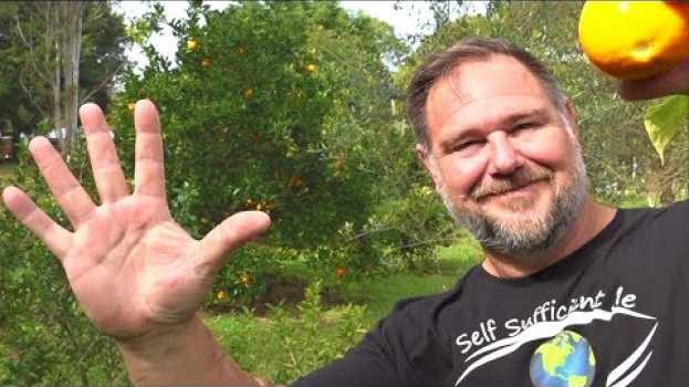 Video 5 Fruit Trees that are too EASY to GROW in the Home Garden su italiano