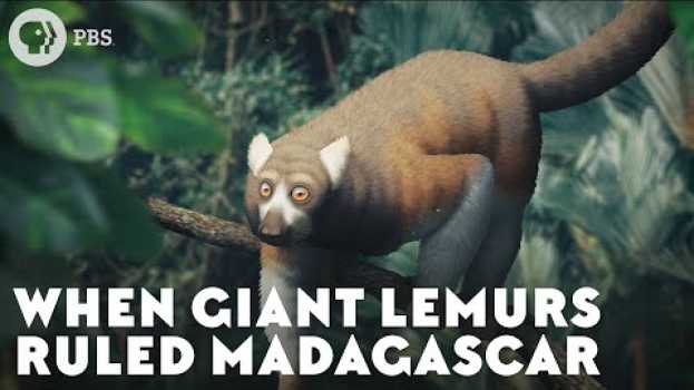 Video When Giant Lemurs Ruled Madagascar en español