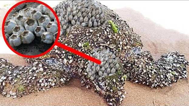 Video VOILA CE QUI EST ARRIVÉE A CETTE TORTUE  - Jericho en español