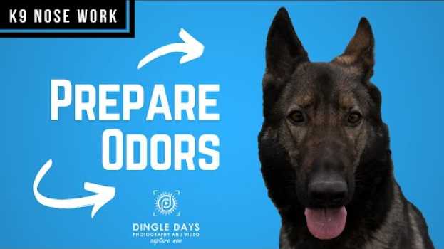 Video How to Prepare an Odor for AKC Scent Work (K9 Nose Work) em português
