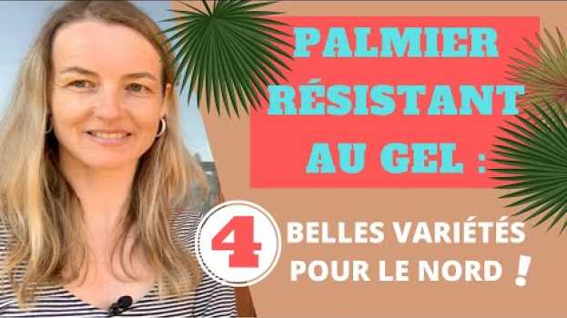 Видео PALMIER résistant au gel : 4 belles variétés pour le Nord ! на русском