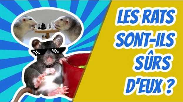 Видео Est ce que les rats sont sûrs d'eux ? Cuicui Express #14 на русском