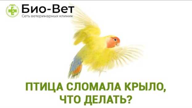 Video Птица Сломала Крыло, Что Делать // Травма Крыла у Попугаев // Сеть Ветклиники БИО-ВЕТ em português