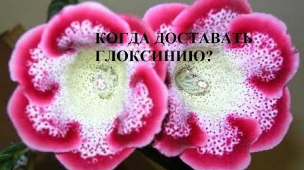 Video Когда доставать глоксинию? en français