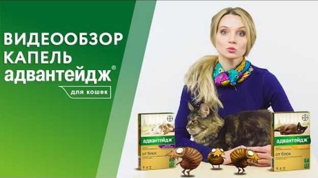 Video Капли Адвантейдж от блох для кошек. Видеообзор от производителя.   türkçe