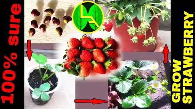 Video How to grow Strawberries plant from fruits at home easy steps   türkçe