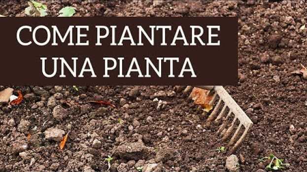 Video Ecco come piantare una pianta, passo per passo! auf Deutsch