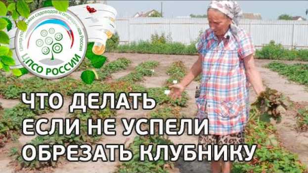 Video Уход за клубникой после сбора урожая. Клубника, земляника после плодоношения. in English