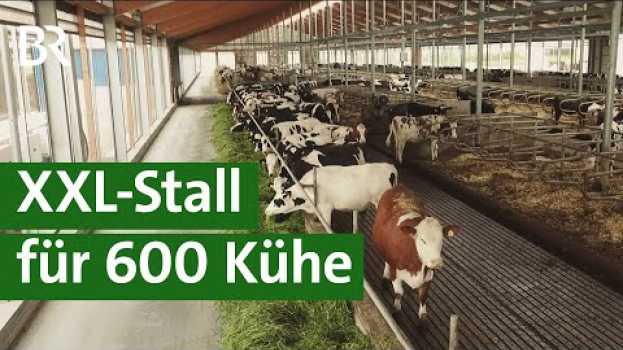 Video XXL-Kuhstall in Franken - Tierwohlstall oder Massentierhaltung? | Unser Land | BR Fernsehen po polsku