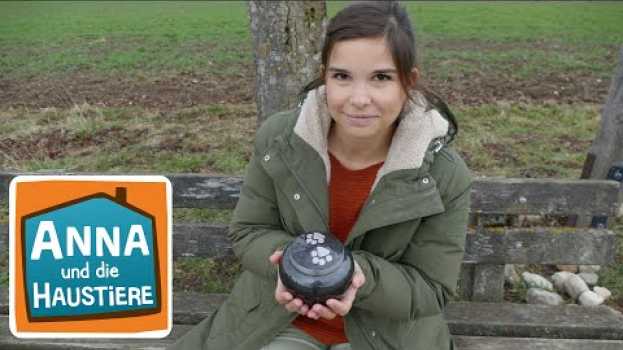 Video Wenn Haustiere sterben | Information für Kinder | Anna und die Haustiere | Spezial en español