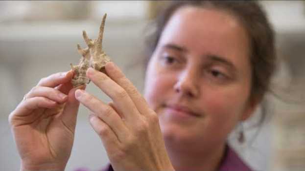 Video How did the first humans migrate into Australia?   türkçe