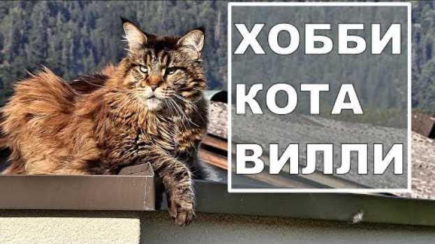Video KOT ВИЛЛИ и его ХОББИ su italiano