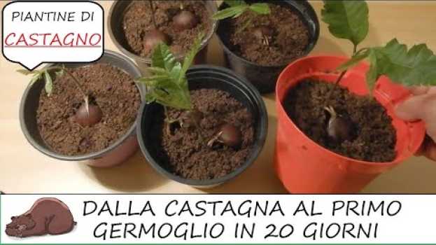 Видео Semina del castagno. Dal seme alla piantina di castagno in poche settimane! Sowing of chestnut. на русском