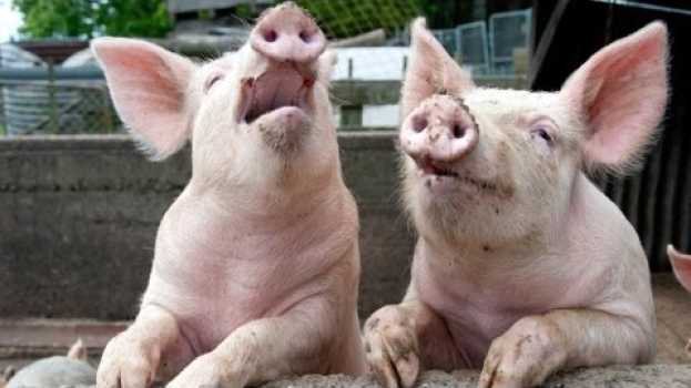 Video Animal Farm | Snowball v Napoleon | 60second Recap® su italiano