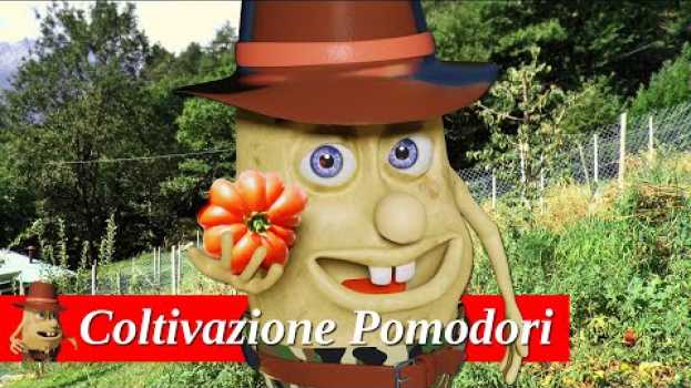 Video Come coltivare i POMODORI SENZA SOSTEGNO. Potatura, concimazione e tecnica. po polsku